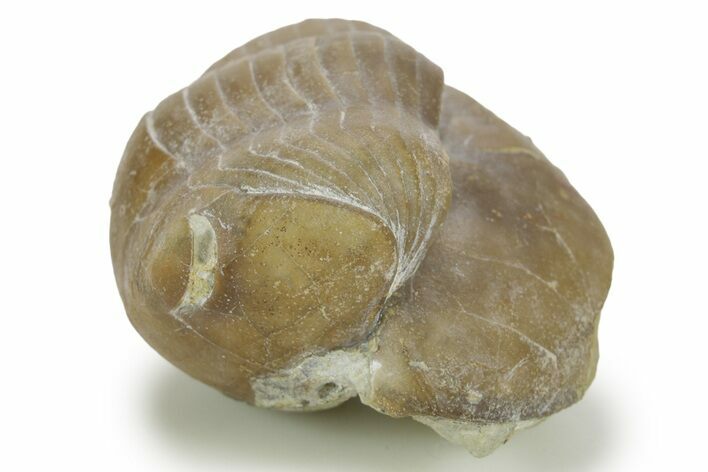 Bargain, Illaenus Sinuatus Trilobite Fossil - Russia #363087